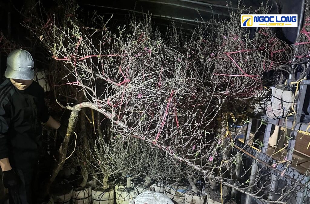 Vận chuyển hoa Tết