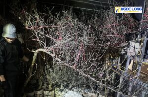 Vận chuyển hoa Tết