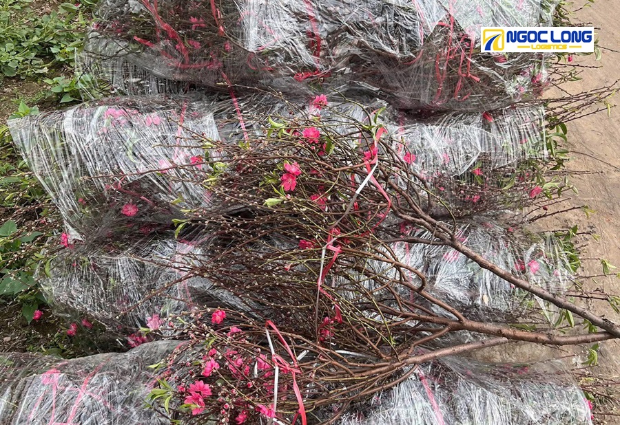 hoa Tết cắm bình