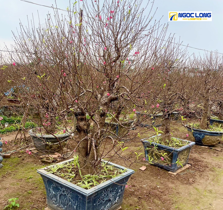 vận chuyển đào Tết