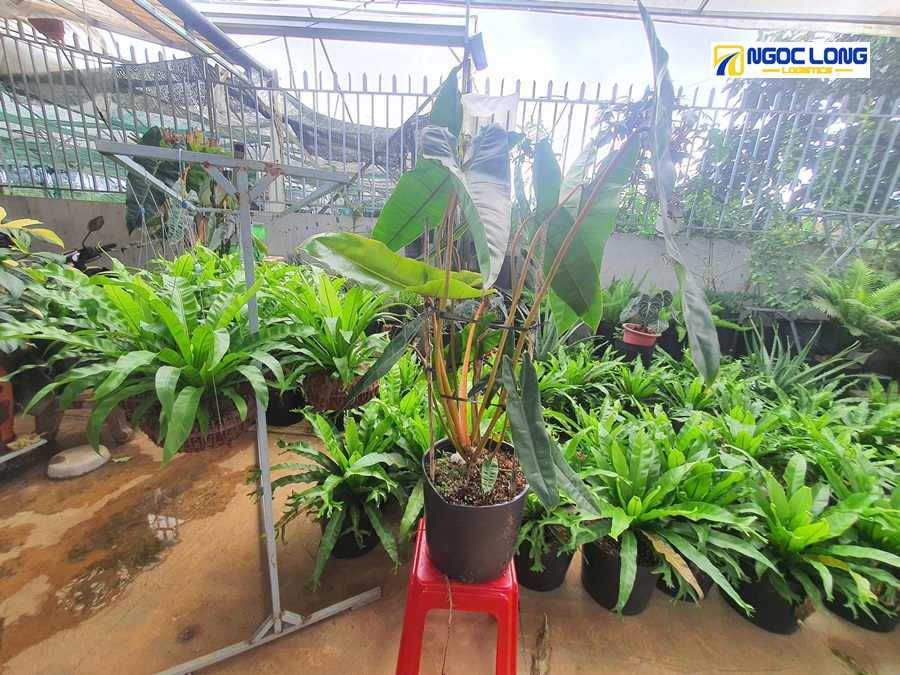 Vận chuyển hoa Tết