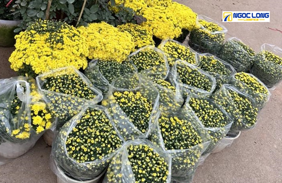 hoa Tết cắm bình