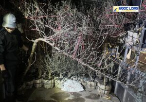 vận chuyển đào Tết