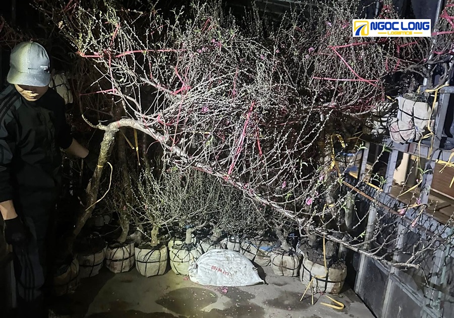 vận chuyển đào Tết